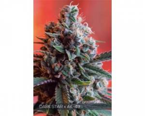 Dark Star x AK-49 (Vision Seeds) feminized