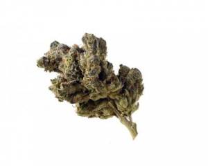 Blue Magic (Amsterdam Genetics) feminized