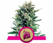 Blue Cheese (Royal Queen Seeds) feminized