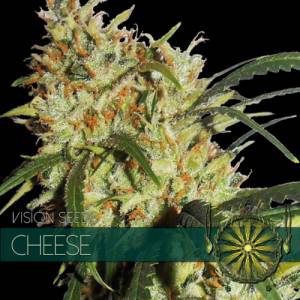Cheese 3 seeds