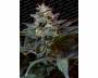 Sweet Purple (Paradise Seeds) feminized