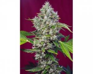 San Fernando Lemon Kush (Sweet Seeds) feminized