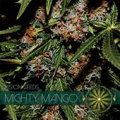 Mighty Mango Bud 3 seeds
