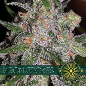 Vision Cookies 5 seeds