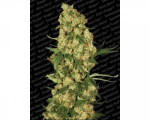 Wappa (Paradise Seeds) feminized