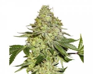 Sherbet (Seedstockers) feminized