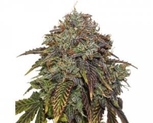 Gelato 41 Auto (Seedstockers)