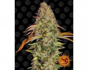 Zkittlez OG Auto (Barney's Farm)