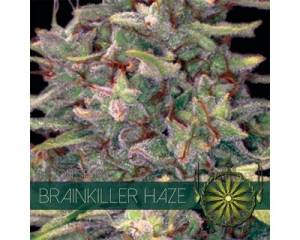 Brainkiller Haze (Vision Seeds) feminized