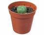 Peyote (Lophophora williamsii) cactus