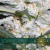 Auto Lowryder 3 seeds