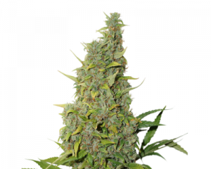 BCN Power Plant (Seedstockers) feminized