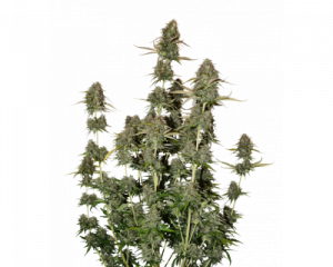 BCN Power Plant Auto (Seedstockers) feminized