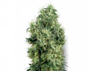 White Gold (White Label) feminized