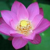 Nelumbo Nucifera (Pink Lotus) 5 Seeds
