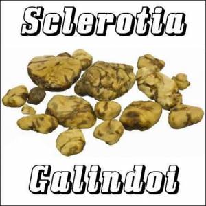 Sclerotia Galindoi (15 grams)