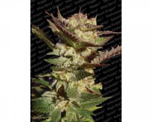Durga Mata (Paradise Seeds) feminized