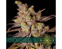 Choco Bud (Vision Seeds) feminized