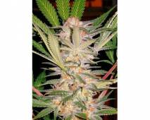 S.A.D. F1 Fast Version (Sweet Seeds) feminized