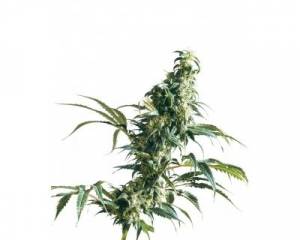 Mexican Sativa (Sensi Seeds) feminized