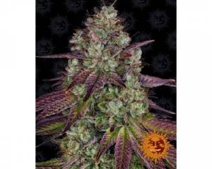 Mimosa EVO (Barney's Farm) feminized