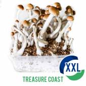 Treasure Coast XL Mycelium box - 2100 ML