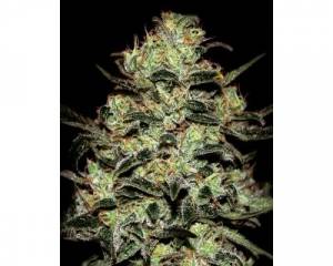 Moby Dick (Greenhouse) feminized
