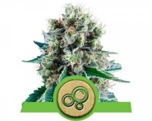 Bubble Kush Automatic (Royal Queen Seeds) feminized