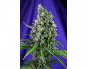 Sweet Trainwreck Auto (Sweet Seeds) feminized