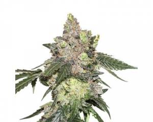Girl Scout Cookies (Seedstockers) feminized