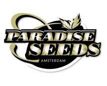 CBDivine (Paradise Seeds) feminized