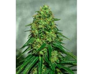 Ultra Critical (Azarius Seeds) feminized