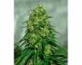 Ultra Critical (Azarius Seeds) feminized