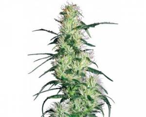 Purple Haze (White Label) feminized
