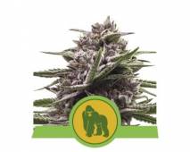 Royal Gorilla Automatic (Royal Queen Seeds) feminized