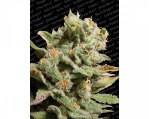 Dutch Dragon (Paradise Seeds) feminized