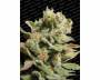 Dutch Dragon (Paradise Seeds) feminized