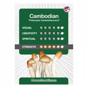 Cambodian Magic Mushroom XXL Growkit XXL 2100CC