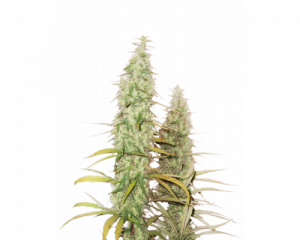 Santa Marta Haze (Seedstockers) feminized