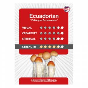 Ecuadorian Magic Mushroom Paddo Grow Kit Large 2100 cc