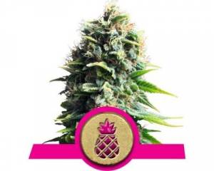 Pineapple Kush (Royal Queen Seeds) feminized