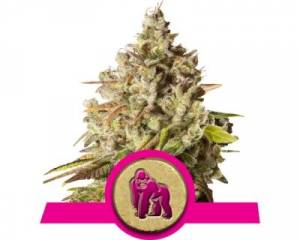 Royal Gorilla (Royal Queen Seeds) feminized