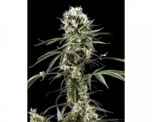 Super Lemon Haze (Greenhouse) feminized