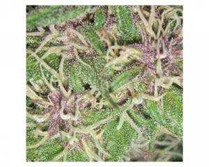 Jack Herer (Vision Seeds) feminized