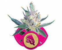 Royal Cheese Fast (Royal Queen Seeds) feminized