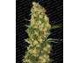 Wappa (Paradise Seeds) feminized