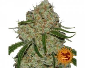 Phantom OG (Barney's Farm) feminized