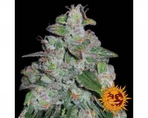 Blueberry OG (Barney's Farm) feminized