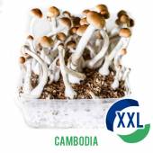Cambodia XL Mycelium box (2100 ML)