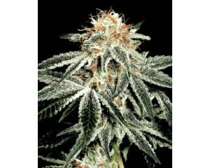 White Widow (Greenhouse) feminized